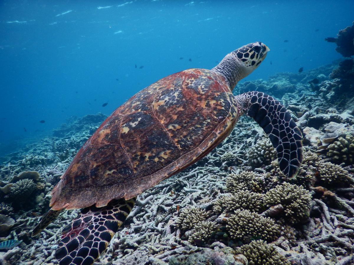 Equa Reef Maldives Otel Addu City Dış mekan fotoğraf