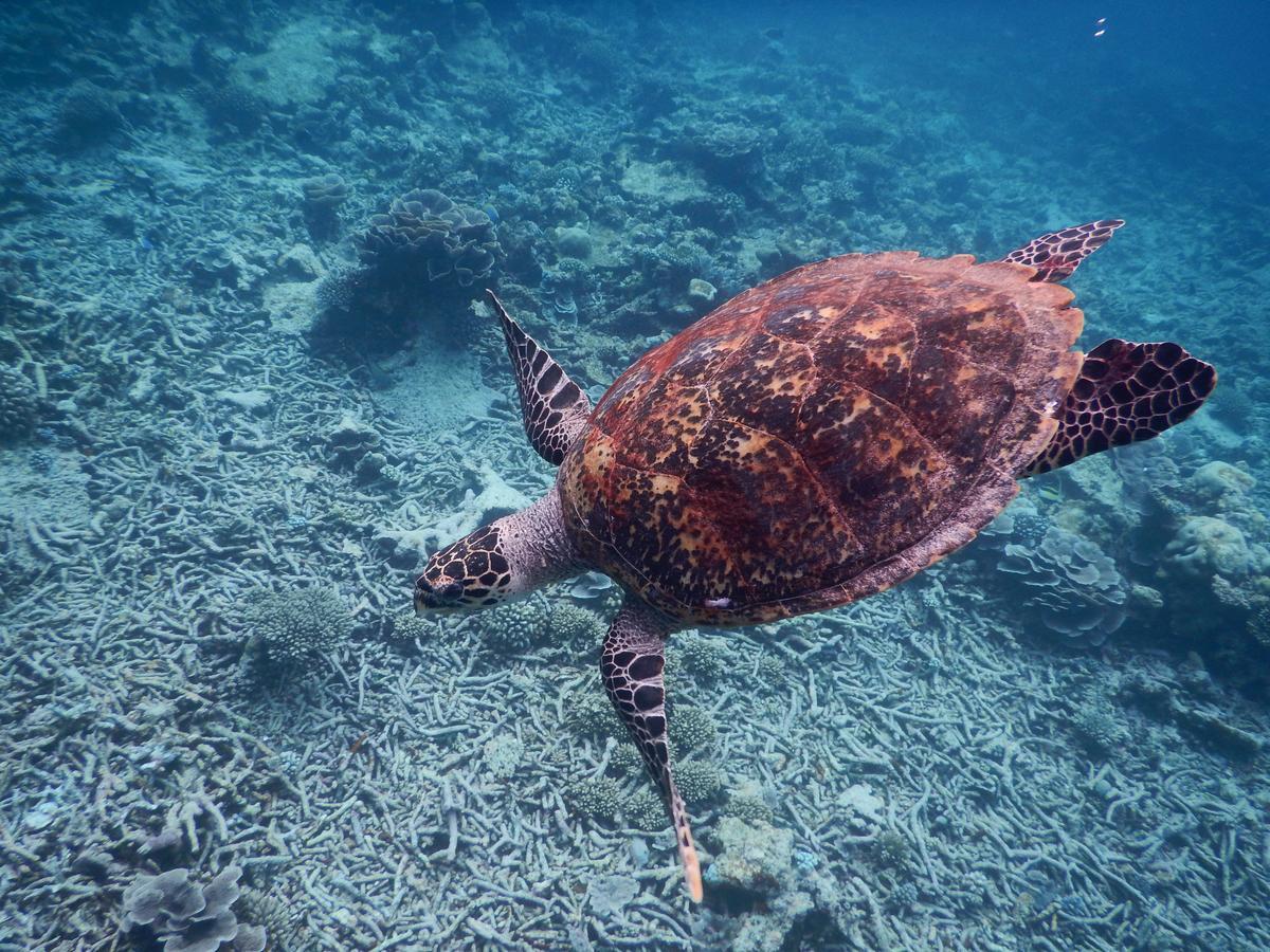 Equa Reef Maldives Otel Addu City Dış mekan fotoğraf