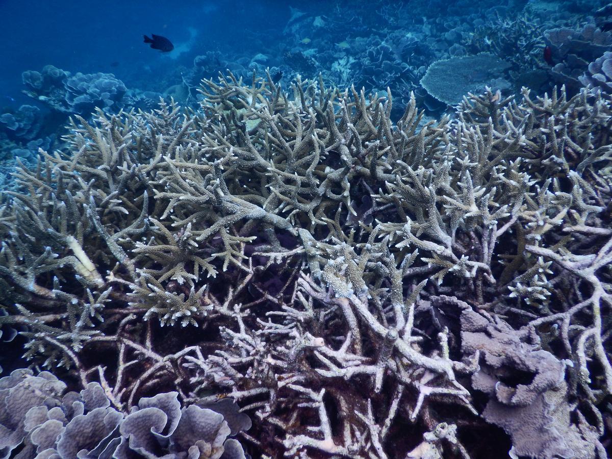 Equa Reef Maldives Otel Addu City Dış mekan fotoğraf