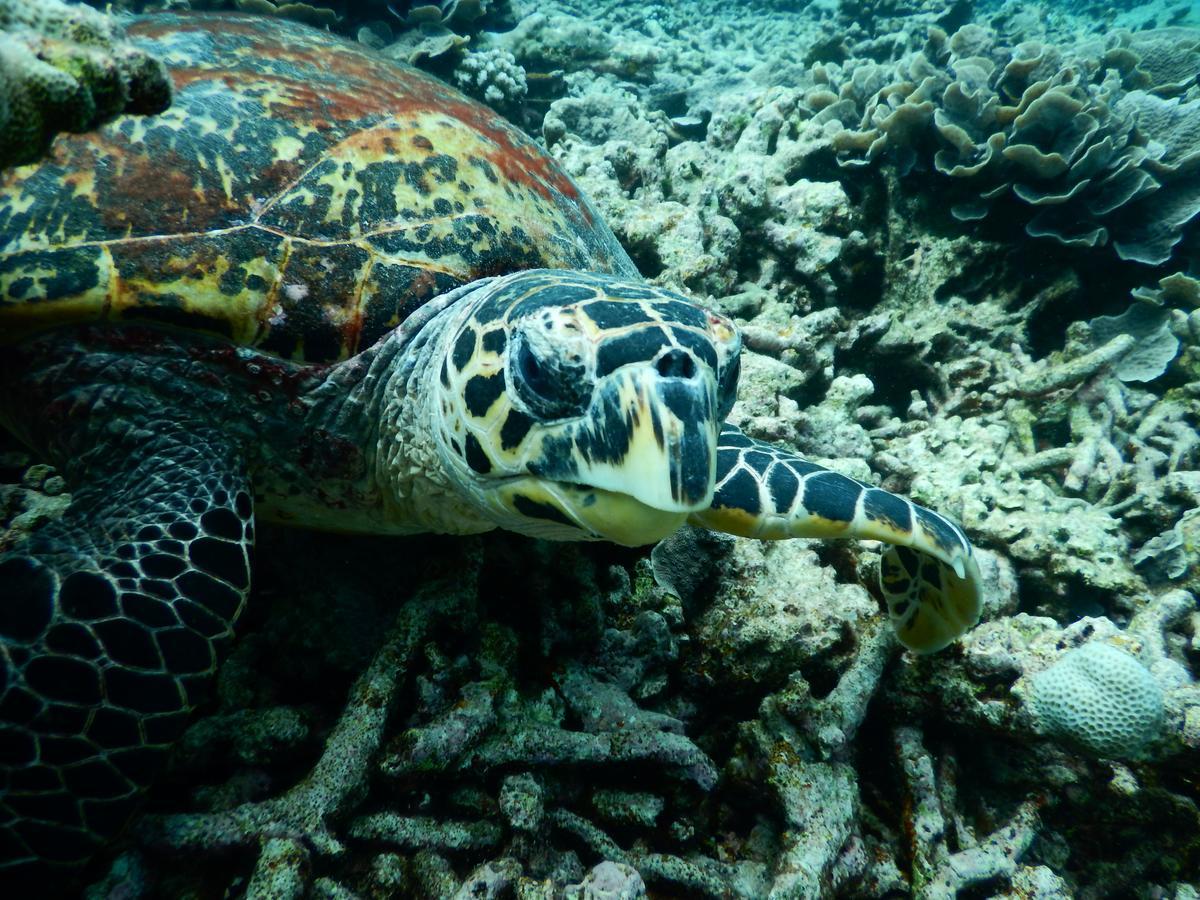 Equa Reef Maldives Otel Addu City Dış mekan fotoğraf