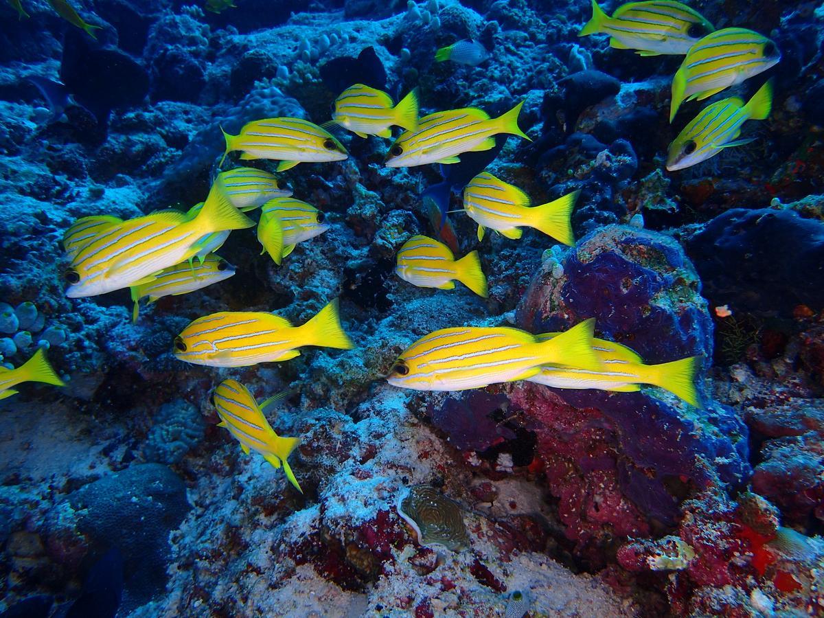 Equa Reef Maldives Otel Addu City Dış mekan fotoğraf