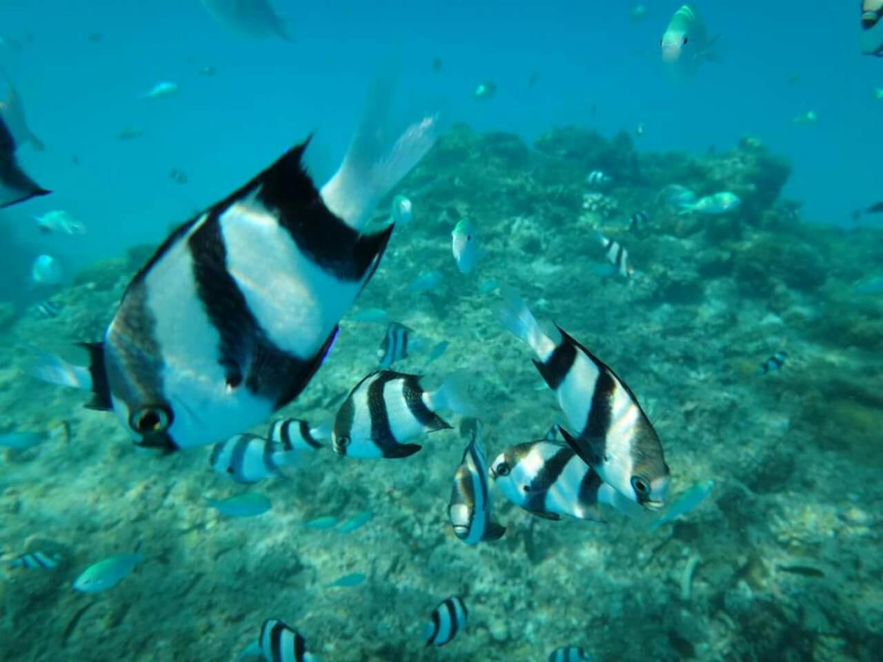 Equa Reef Maldives Otel Addu City Dış mekan fotoğraf