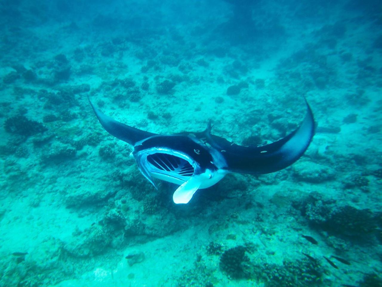 Equa Reef Maldives Otel Addu City Dış mekan fotoğraf