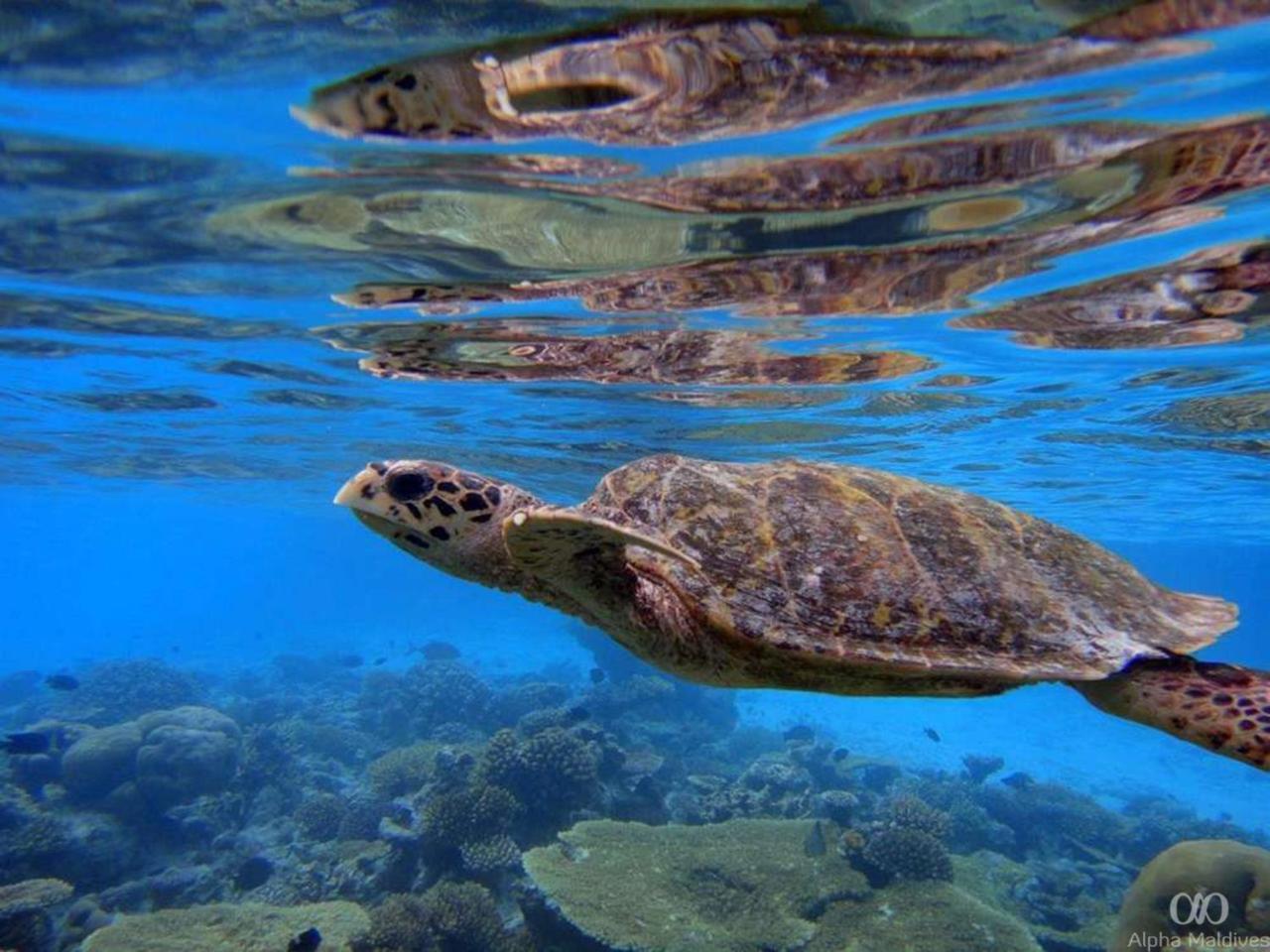 Equa Reef Maldives Otel Addu City Dış mekan fotoğraf
